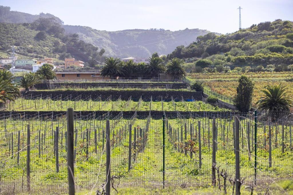 Casita Entre Vinedos, Experiencia Rural, Ideal Ninos. Tegueste Eksteriør billede