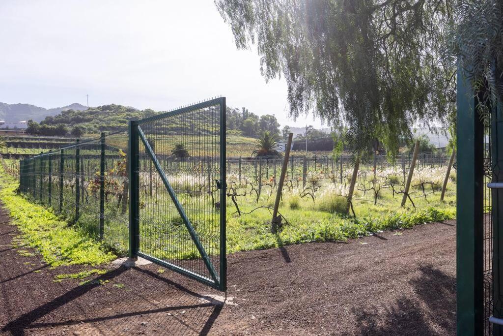 Casita Entre Vinedos, Experiencia Rural, Ideal Ninos. Tegueste Eksteriør billede