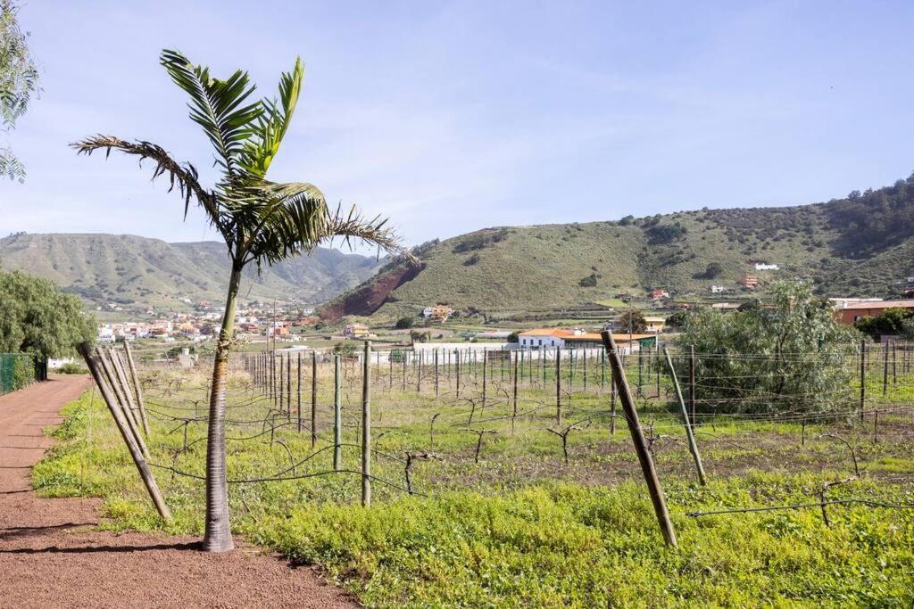 Casita Entre Vinedos, Experiencia Rural, Ideal Ninos. Tegueste Eksteriør billede