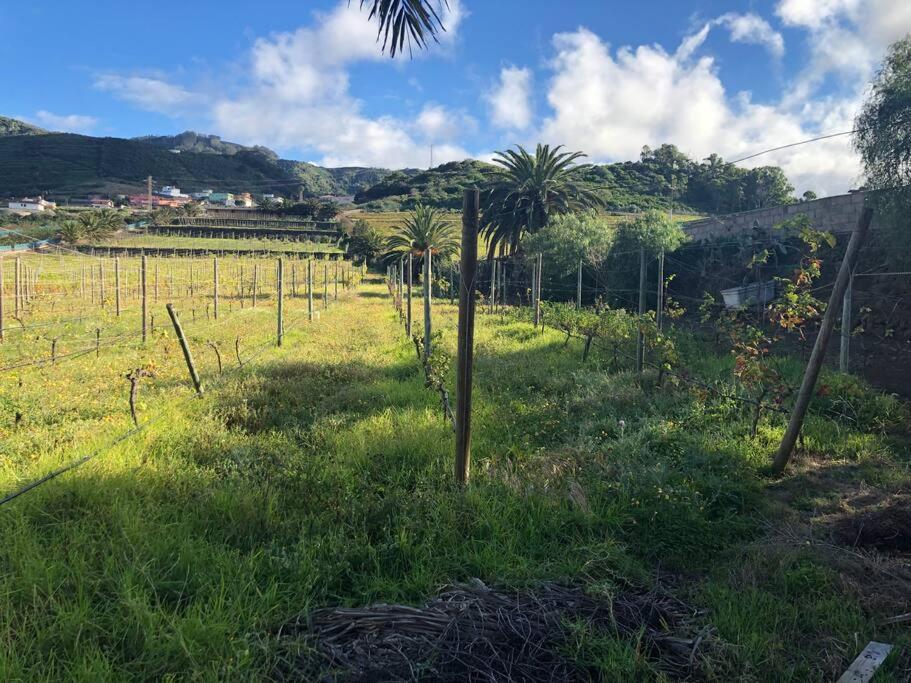 Casita Entre Vinedos, Experiencia Rural, Ideal Ninos. Tegueste Eksteriør billede